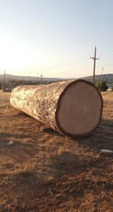 Large log resting on the ground.
