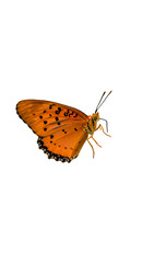 Isolated Butterfly Illustration With Orange Wings And Black Background