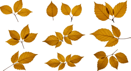 Isolated Autumn Leaves Illustration With Transparent Background