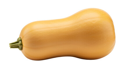 Isolated Butternut Squash Illustration On Transparent Background Healthy Food