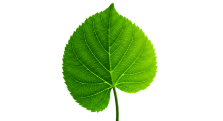 Isolated Leaf Illustration with Green Color and Transparent Background