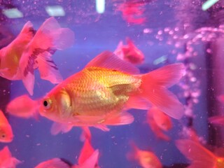 Golden Goldfish Swimming in Illuminated Aquarium Tank Displaying Scales and Delicate Fins Under...