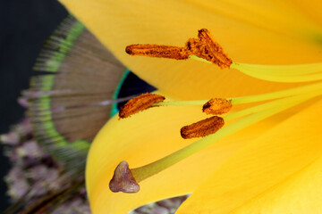 Oriental Lily Anthers 03