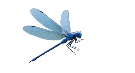 Isolated Blue Dragonfly Illustration With Transparent Wings On Black Background