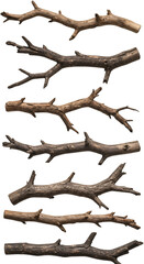Fototapeta premium Isolated Branches Illustration On Transparent Background Nature Elements