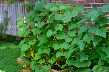 Healthy cucumber plants (Cucumis sativus) growing vigorously in a backyard vegetable garden, supported by a trellis or spreading across the soil. 