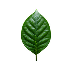 Isolated Green Leaf Illustration On Transparent Background Macro Detail