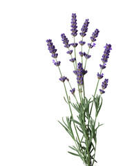 Obraz premium Isolated Lavender Illustration on Black Background in Close Up View