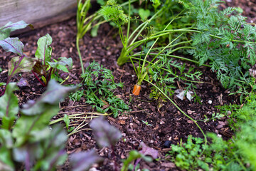 Carrots Growing in a Home Garden Bed Fresh, vibrant carrot plants (Daucus carota) growing in a backyard garden. The green feathery tops rise above the soil, indicating healthy root development below. 