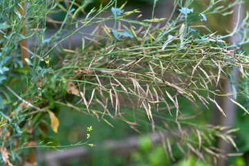Collard Greens Plant with Mature Seed Pods in Garden A close-up view of a collard greens plant (Brassica oleracea) showcasing its tall stalks and mature seed pods, ready for harvesting. 