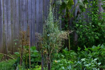 Collard Greens Plant with Mature Seed Pods in Garden A close-up view of a collard greens plant (Brassica oleracea) showcasing its tall stalks and mature seed pods, ready for harvesting. 