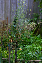 Collard Greens Plant with Mature Seed Pods in Garden A close-up view of a collard greens plant (Brassica oleracea) showcasing its tall stalks and mature seed pods, ready for harvesting. 