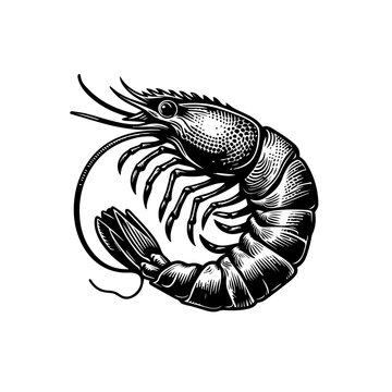 Detailed Black and White Engraving of a Shrimp with Intricate Textures.