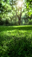 Naklejka premium Fresh Green Grass in Sunlight with Forest Background