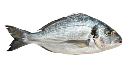 Isolated Gold Bream Fish With Transparent Background Realistic Photo