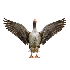 Isolated Goose Illustration With Wings Spread On Transparent Background