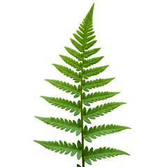 Isolated Green Fern Leaf Illustration On Transparent Background