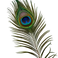 Fototapeta premium Isolated Peacock Feather On Black Background Detailed Colorful Close Up Photo