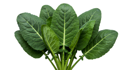 Isolated Green Leaf Illustration on Transparent Background Optimized for Adobe Stock