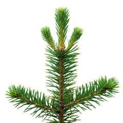 Isolated Green Pine Branch Illustration On Transparent PNG Background