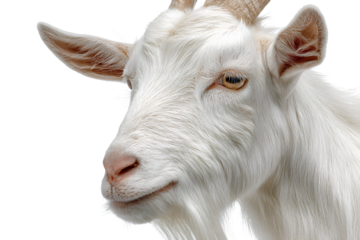  A white goat isolated on a  Transparent background PNG