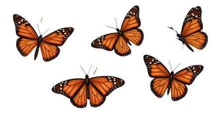 Isolated Orange Monarch Butterflies Illustration On Transparent Black Background