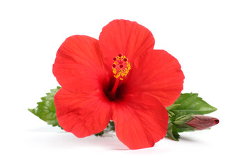 Beautiful red hibiscus flower with leaves isolated on white