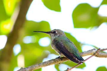 Green Hummingbird 04