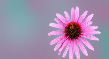 Floral patterns. Simple elegant flower. 'Echinacea' flower blossom, cut out. Image manipulation. Multi colored background. Negative space