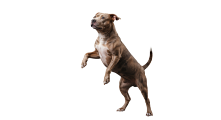 Isolated Photo Of A Brown And White Dog Standing On A Black Background
