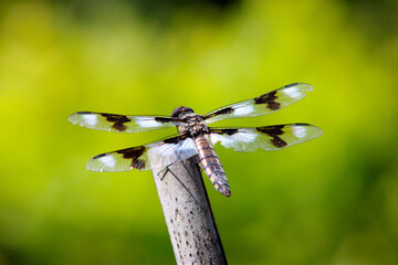 Spotted Dragonfly 01