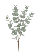 Obraz premium Isolated Eucalyptus Branch Illustration On Transparent Background