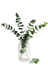 Isolated Eucalyptus Branches In Glass Jar On Black Background Illustration