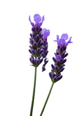 Obraz premium Isolated Lavender Illustration Featuring Purple Flowers on Black Background