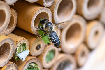 Patchwork leaf cutter bee, Megachile centuncularis, flying into nest with part of a honeysuckle leaf