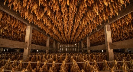 Curing tobacco leaves hanging from wooden racks in a barn