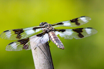 Spotted Dragonfly 06