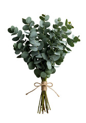 Isolated Eucalyptus PNG Illustration With Green Leaves And Transparent Background