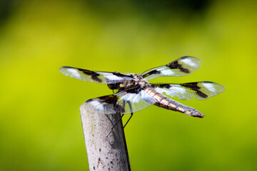Spotted Dragonfly 07