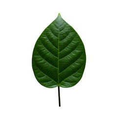 Isolated Green Leaf On Transparent Background Realistic Photo Close Up Detail