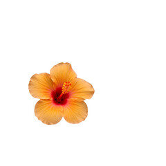 Isolated Orange Hibiscus Flower Illustration On Transparent Background