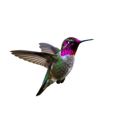 Fototapeta premium Isolated Hummingbird Photo with Transparent Background Flying in Detail