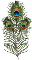 Obraz premium Isolated Peacock Feather Illustration on Transparent Background Detailed Ornament