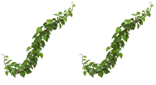 Isolated Green Vine Illustration With Transparent Background - Powered by Adobe