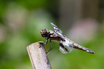 Spotted Dragonfly Profile 05