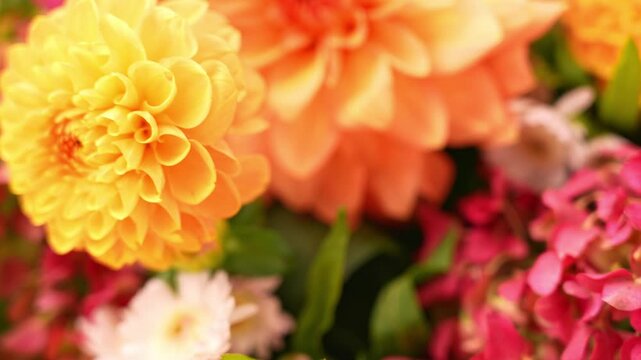 Selective focus Bush of autumnal orange red chrysanthemums and violet dahlia hydrangea. Fall garden beautiful flowers bouquet background. Blooming blossom thanksgiving day arrangement basket at the