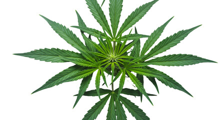 Isolated Green Cannabis Leaf Illustration On Transparent Background