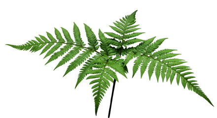 Isolated Green Fern Illustration on Transparent Background