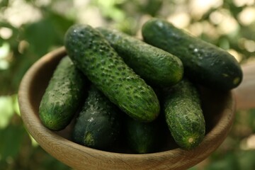 Fresh cucumbers in bowl against blurred green background, closeup