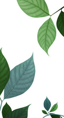 Isolated Green Leaves Illustration On Transparent Black Background